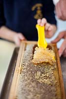 Préparation du miel à l'école Hollickwood. Enfant, enlever, miel