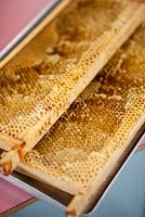 Préparation du miel à l'école Hollickwood. Nid d'abeille sur cadres en bois