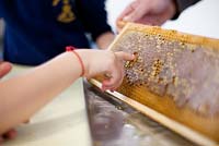 Préparation du miel à l'école Hollickwood. Retirer le miel du nid d'abeille