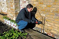 Homme portant des gants de cuir à l'aide d'une scie d'élagage Felco pour tailler un arbre fruitier poussant contre un mur de briques ensoleillé - King Henry's Walk Garden, allotissements communautaires dans le London Borough of Islington