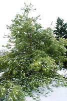 Picea orientalis 'Connecticut Turnpike' - épicéa du Caucase, également connu sous le nom d'épinette orientale, épicéa oriental dans la collection de conifères ornementaux Benenson au jardin botanique de New York
