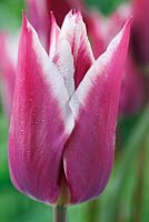 Tulipa 'Ballade' Groupe fleuri de Lys