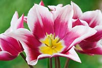 Tulipa 'Ballade' Tulip Groupe Fleur de Lys