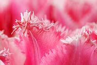 Tulipa 'Fontaine Rose' - Tulip Fringed Group