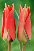 Tulipa linifolia - Tulipe à feuilles de lin