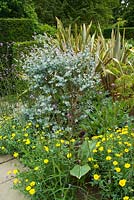 Croissance précoce d'Eucalyptus gunnii tabouret avec Phormium 'Sundowner' et Chrysanthemum segetum, Corn marigold, dans le jardin exotique de Great Dixter