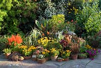 Affichage en pot dans le jardin en mosaïque de Great Dixter. Agaves, Ensete, rudbeckias, graminées, salvias et aeoniums