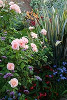 Rosa 'Chanelle' dans le jardin exotique de Great Dixter avec Phormium 'Sundowner' et Ageratum houstoniarum 'Blue Horizon'