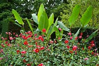 Dahlia coccinea avec Canna 'Musifolia' dans le jardin exotique de Great Dixter