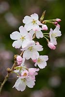 Prunus 'Pandora' en fleur. Cerisier en fleurs