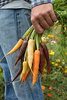 Homme tenant des carottes fraîchement récoltées de différentes couleurs
