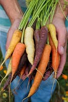 Tenir des carottes fraîchement récoltées de différentes couleurs