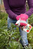 Lady pulvérisant des fèves pour lutter contre les mouches noires, avec un spray propriétaire prêt à l'emploi, portant des gants de protection