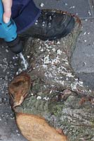 Comment faire pousser des champignons comestibles sur des troncs d'arbres - Perçage d'un trou dans un tronc d'arbre