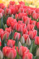 Tulipa 'Red Flair'