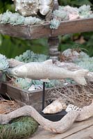 Echevaria elegans planté dans des caisses en bois avec ornement de poisson