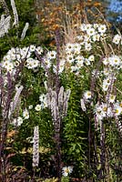 Parterre de fin d'automne avec Leucanthemella serotina et Actaea simplex - Groupe Atropurpurea 'Brunette'