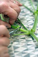 Jardinier tranchant des tiges de Pelargonium tomentosum avec un scalpel pour plonger dans l'hormone de bouturage