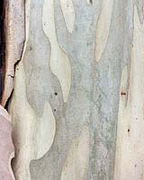 Eucalyptus pauciflora - gomme inondée