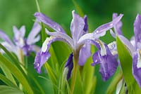 Iris cristata - iris à crête naine calamus de Dame, mai