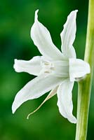 Ornithogalum nutans - Étoile tombante de Bethléem, mai