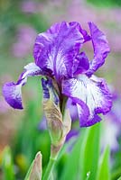 Iris 'Arctic Fancy' - Intermédiaire barbu