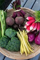 Bol avec des légumes biologiques, y compris le radis, l'oignon rouge, les carottes, l'artichaut, la betterave, le brocoli, les fèves et les haricots verts