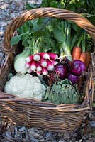 Panier avec des légumes biologiques, y compris le radis, le chou-fleur, l'oignon rouge et blanc, les carottes, l'artichaut et la betterave