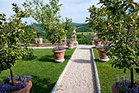 Citronniers en pots et sous-plantés de campanula cv dans The Lemon Garden. Chemin de gravier menant au champ d'oliviers avec vue sur la Valle Serena à Borgo Santo Pietro, Toscane, Italie