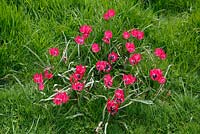 Tulipa hageri 'Petite beauté'