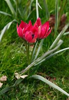 Tulipa hageri 'Petite beauté'