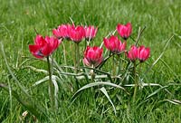 Tulipa hageri 'Petite beauté'