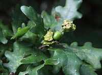Andricus quercuscalicus - Galle hachurée sur gland