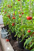 Tomates poussant dans des pots en serre