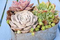 Plantes succulentes en pot métallique en forme de coeur. Echeveria 'Duchesse de Nuremberg' et 'Elegans'
