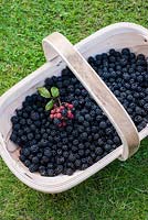 Récolté Rubus fruitcosus - mûres en trug sur l'herbe