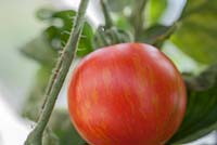 Tomate 'Tigerella' en serre