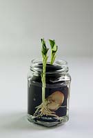 Cultiver des graines de haricots larges dans un bocal en verre