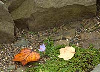 Colchicum autumnale - Crocus d'automne sur rocaille avec des feuilles tombées de Liriodendron