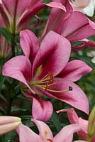 Lilium 'Bluberry Crush', HW Hyde and Son