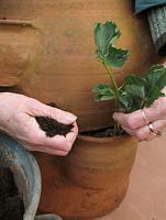 Planter des plants de fraises à racines nues dans les poches latérales du pot de fraises - Projet de pot étape par étape. Pot de fraises en terre cuite de la plantation à la récolte. Étape 4.