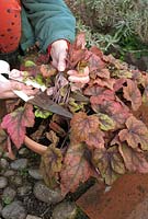 Couper le vieux feuillage fané d'un pot cultivé x Heucherella 'Stoplight' avec des cisailles pour encourager la nouvelle croissance - Projet en 3 étapes. Rajeunir une plante vivace cultivée en pot. Étape 1