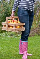Femme tenant un trug de pommes récemment récoltées, Malus 'Topaz'
