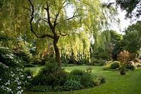 Vue sur le jardin avec plantation de Viburnum plicatum 'Lanarth' et Salix x sepulcralis 'Chrysocoma, Eagleswood