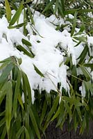 Phyllostachys à forte couverture de neige