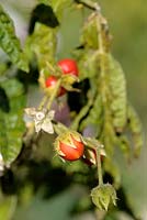 Solanum sisymbriifolium - Fruits collants de la morelle