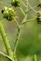 Solanum sisymbrifolium - Tige collante de nuit avec épines