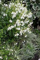 Nicotiana alata avec Bidens ferulifolia 'Pirate's Pearl' et Euphorbia 'Diamond Frost' en parterre de fleurs vert et blanc