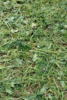 Sinapis alba - Moutarde blanche utilisée comme engrais vert fauchée avant d'être transformée en terre de bordure végétale