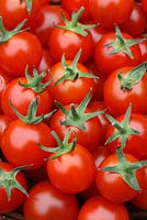 Tomates cerises 'Sweet Million'